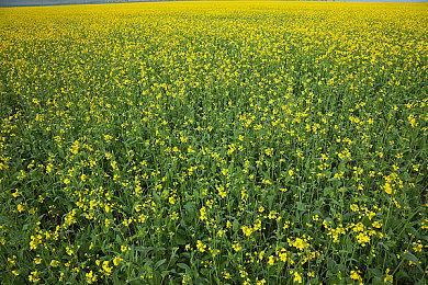 《浩劫前夕》宣布11月2日发布最终预告片 曾因商标纠纷跳票